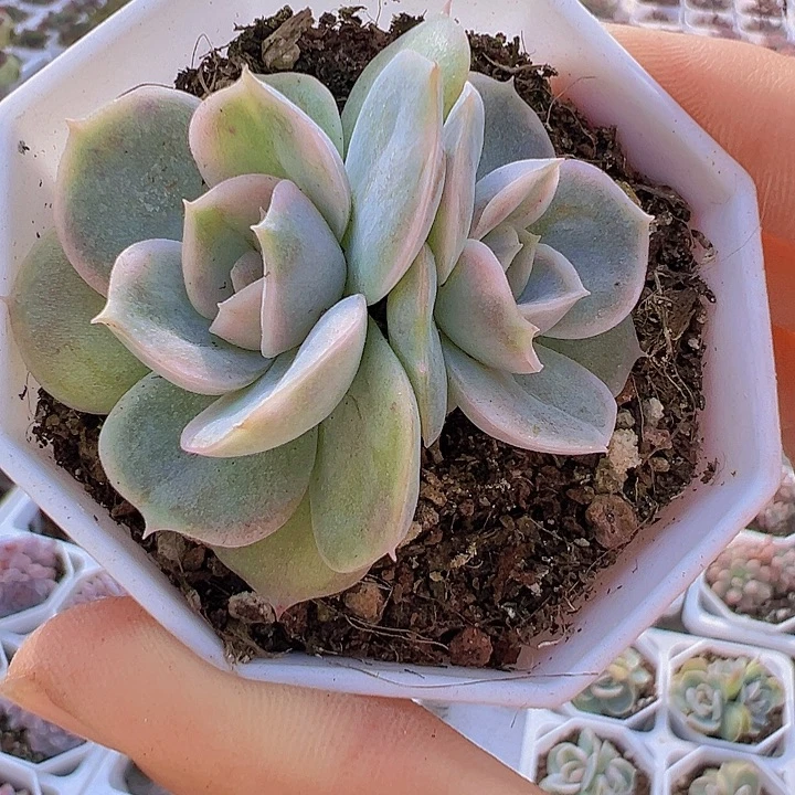 双头蓝色惊喜锦19包邮