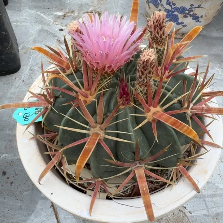 仙人球，日出，微瑕疵