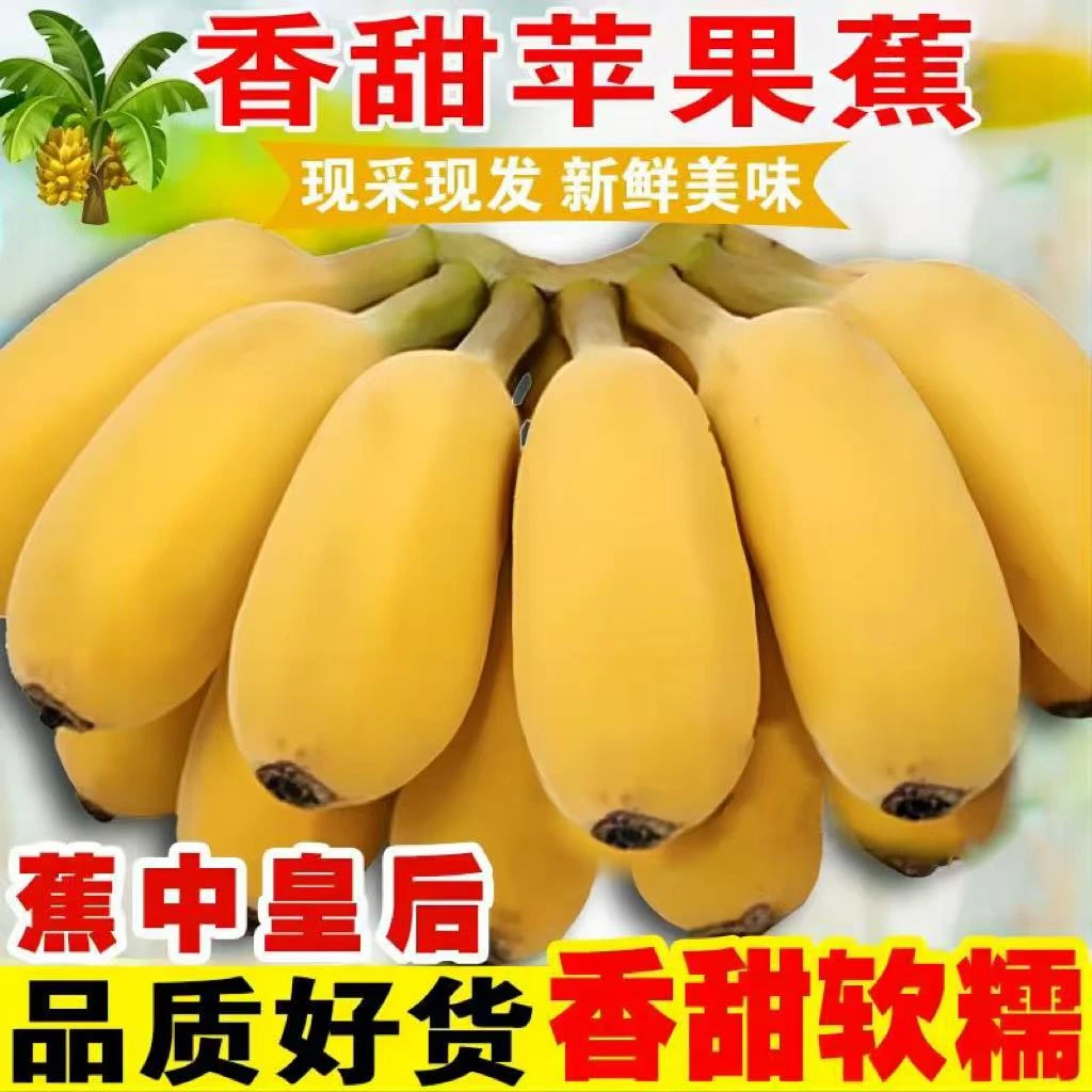 广西农家精选苹果蕉自然熟香蕉粉蕉当季时令新鲜水果现摘现发