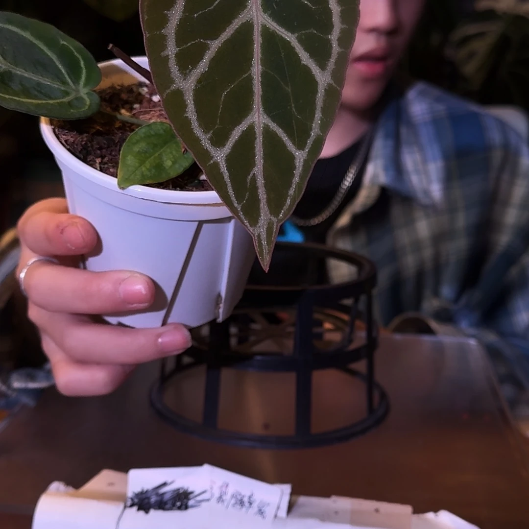 不开花植物D83红水晶杂撕裂纹