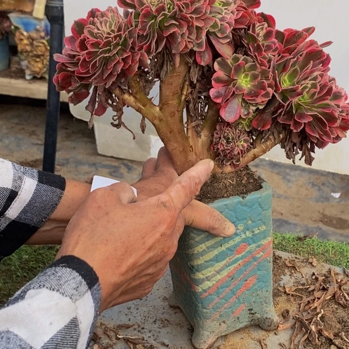 梧***T完全开放153号美杜莎缀化1颗