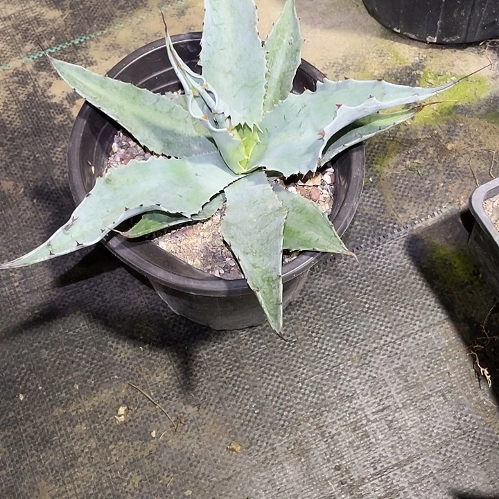 £***』无花朵龙舌兰绿色植物