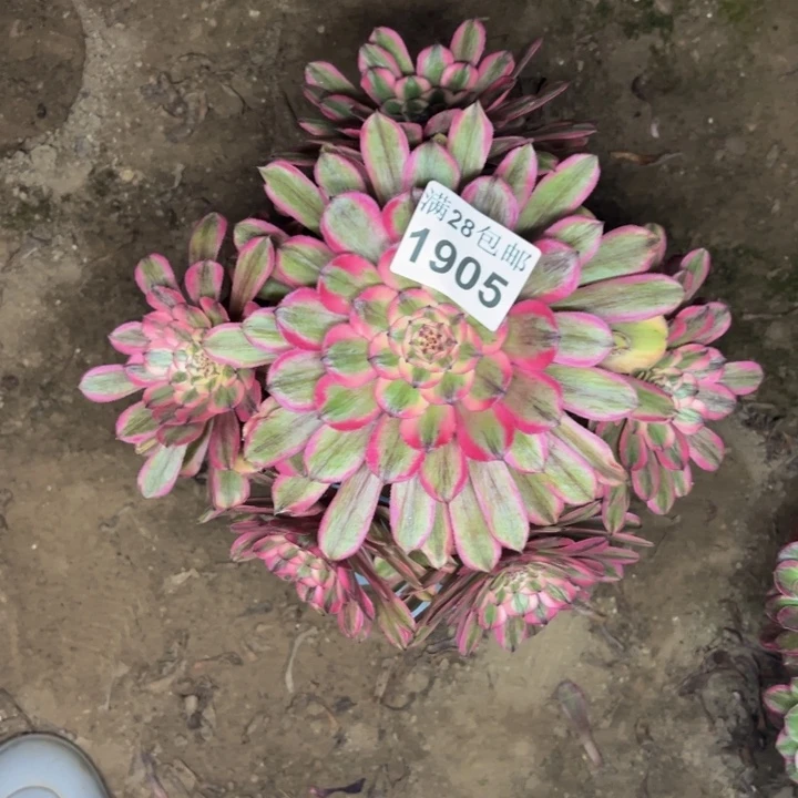 1905粉钻多肉植物