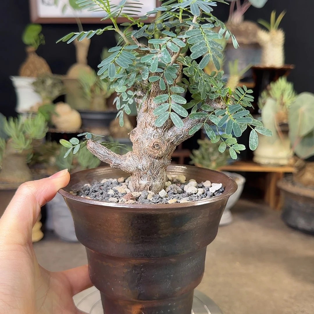一物一拍沙漠苏木18