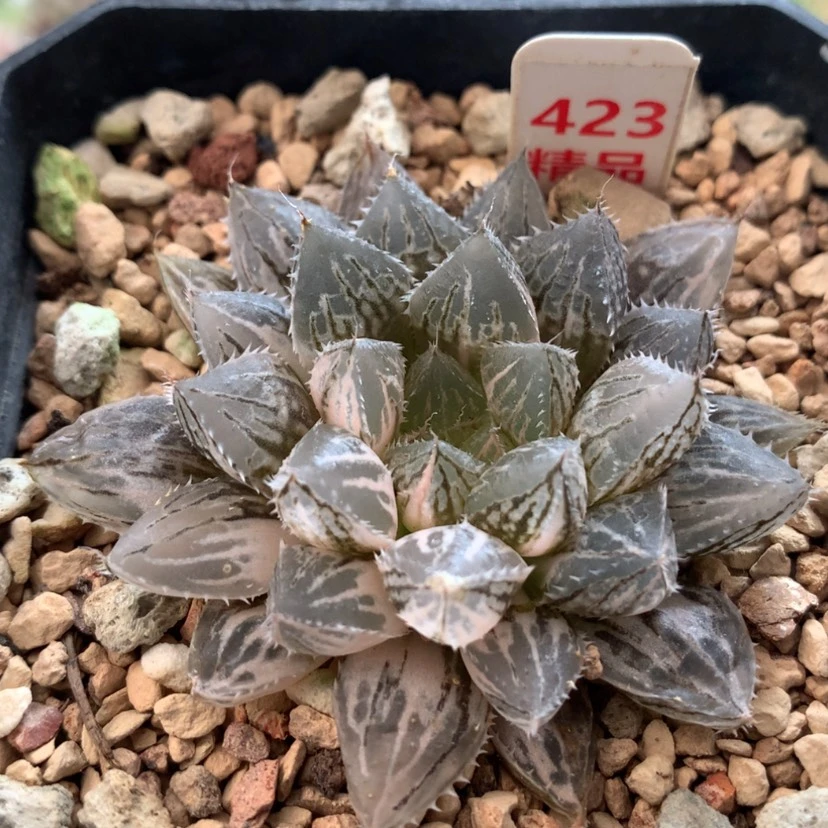 【闪购商品】423楼兰