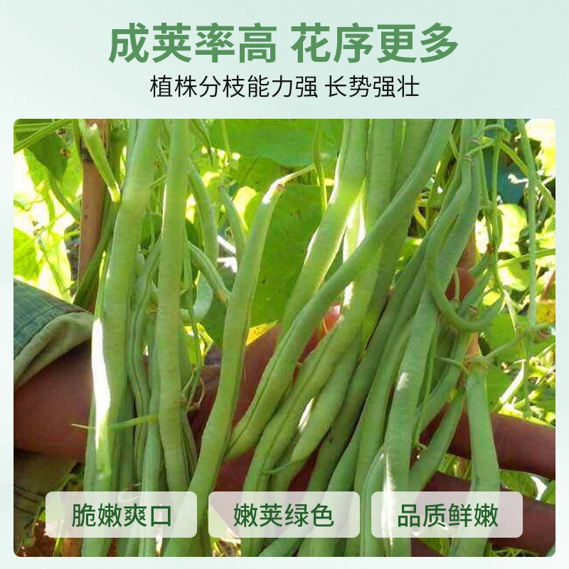 泰国无筋架豆王豇豆种子阳台盆栽大田四季豆种籽春夏秋季蔬菜种孑