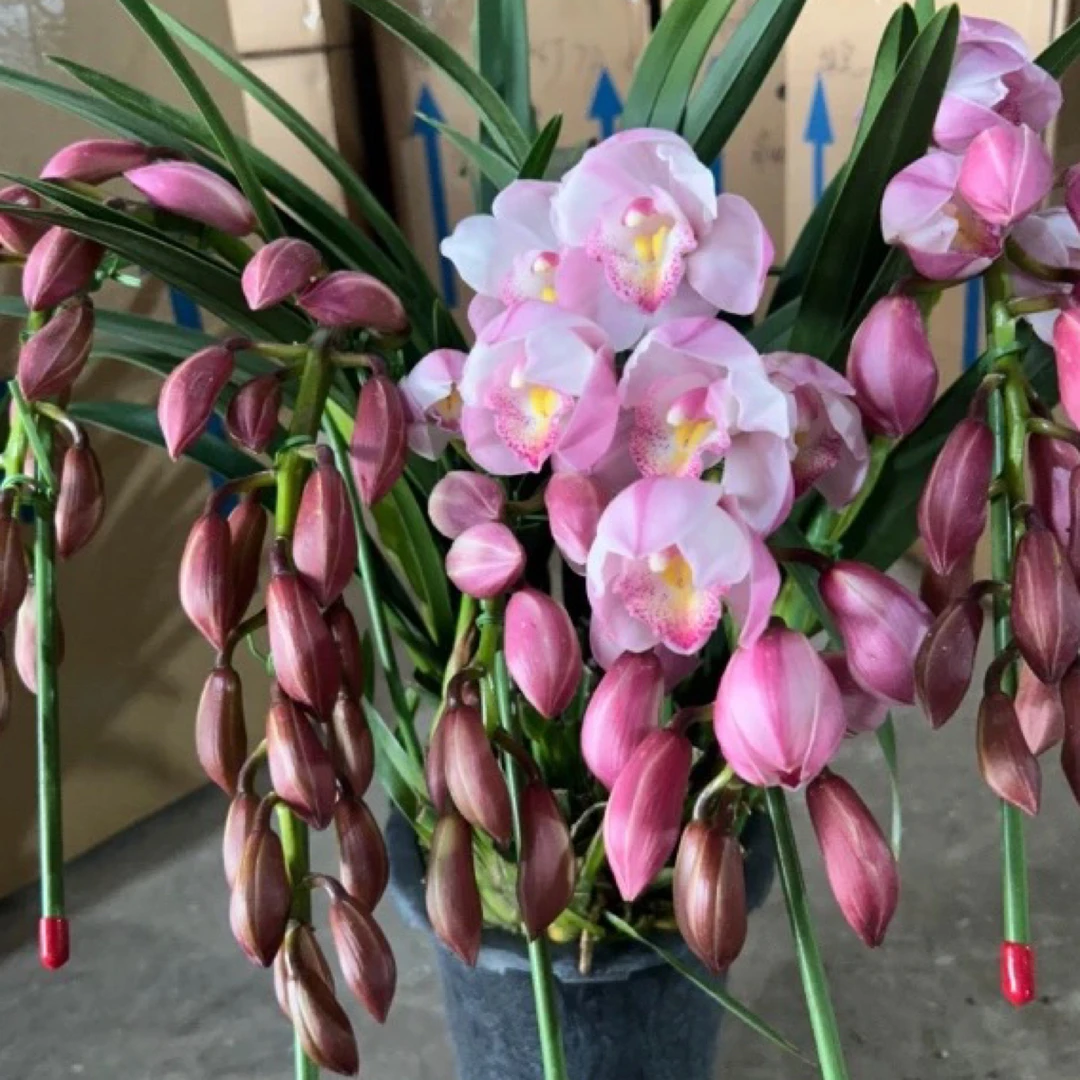 【花漫Floral】大花惠兰室内高端搭配一物一拍