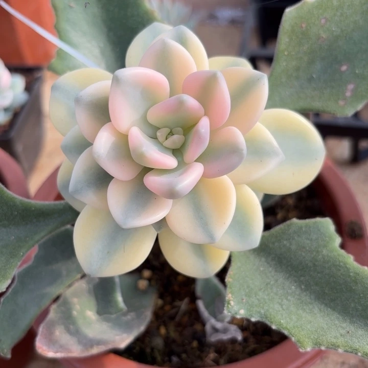 冬美人锦一物一拍