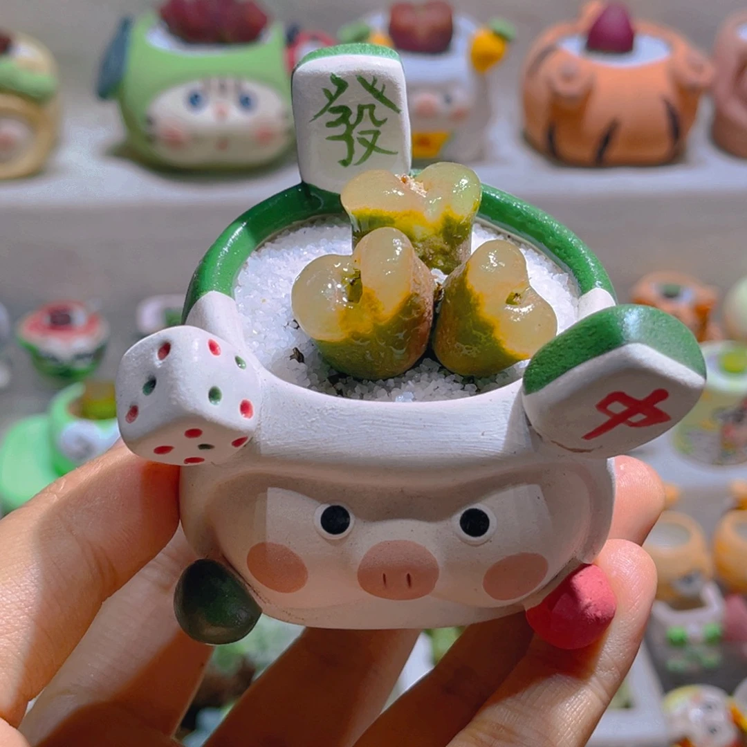 039高端多肉带盆土一套58