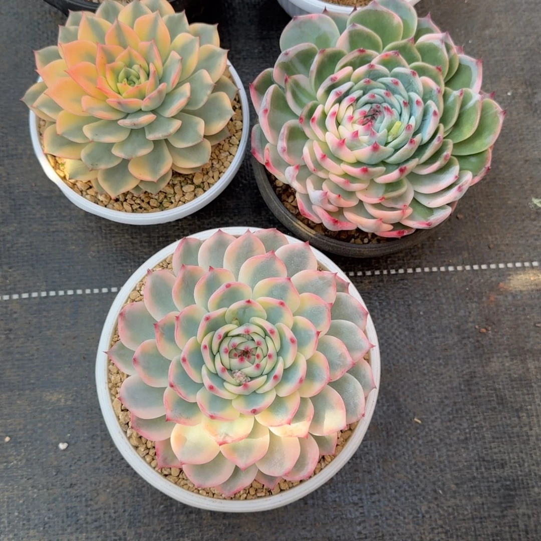 郭***吖吉娃娃两颗粉艾丽卡