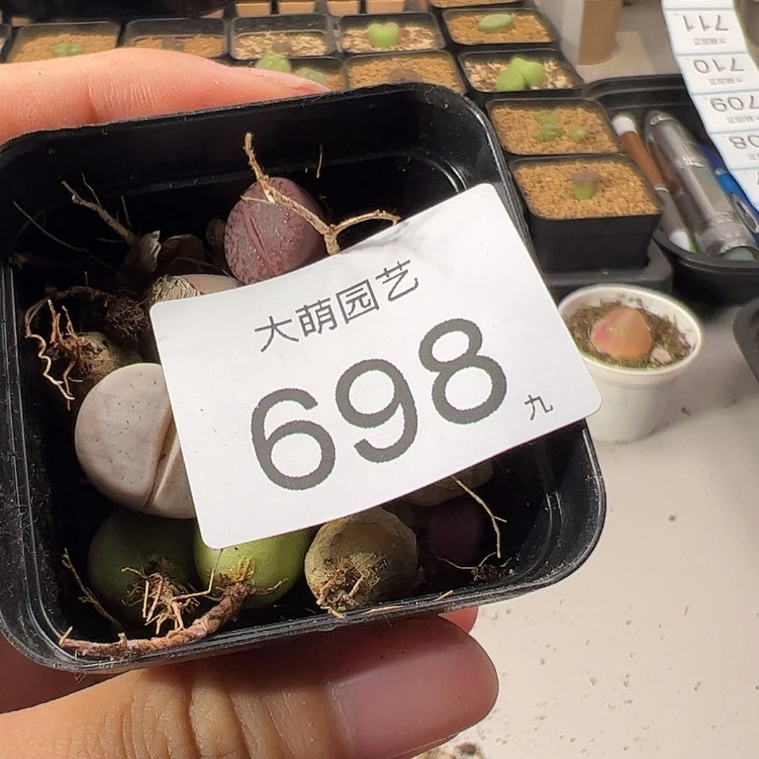 一物一拍         698