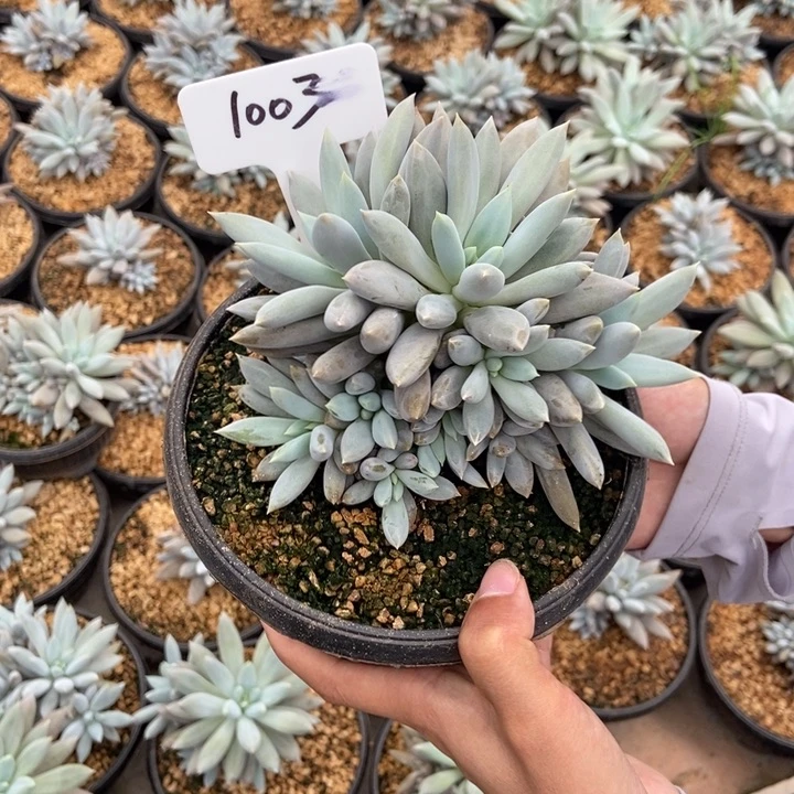 静***开哥特群。       1003号