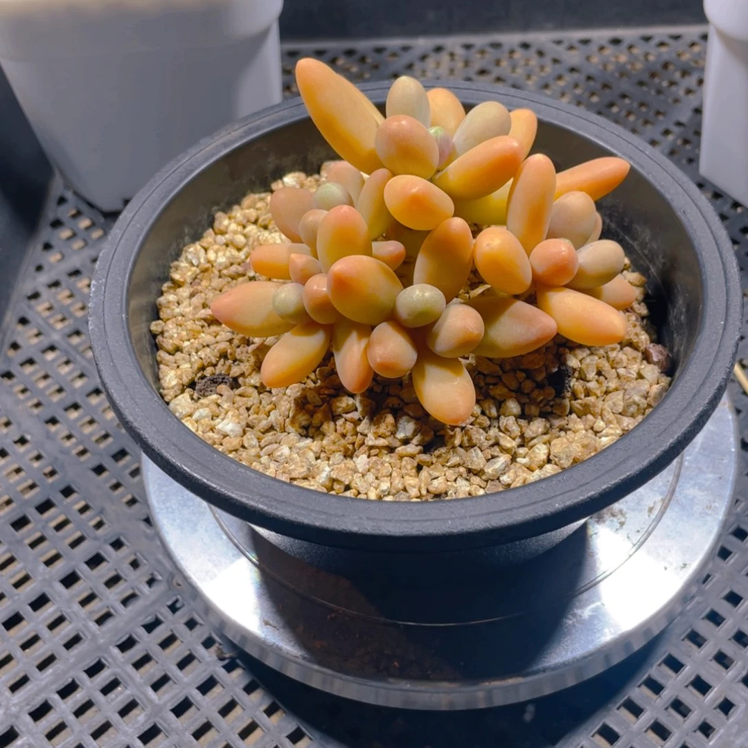 W***w糖果美人多肉植物一棵