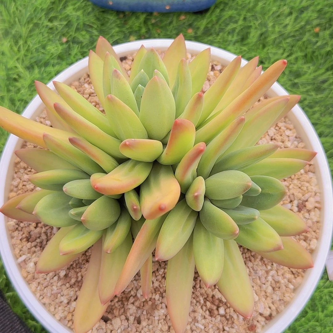 笑笑姐专拍海洋之歌多肉