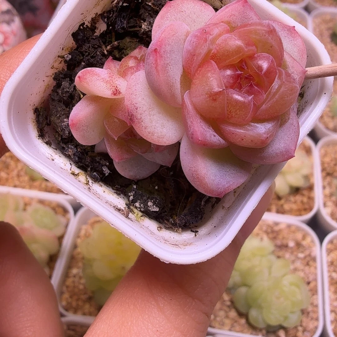 甜心852多肉一物一拍