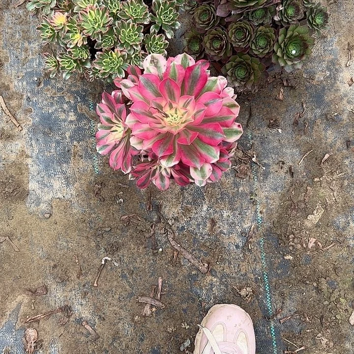 不包侧枝一物一拍28