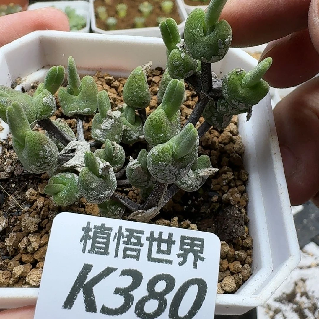 多肉植物的润泽fgb