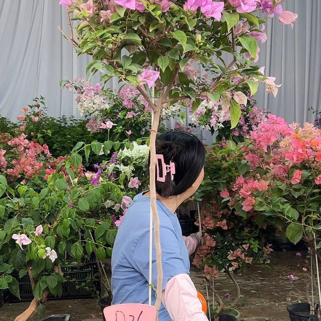 ****可大部分花苞少量开放D26巴西紫