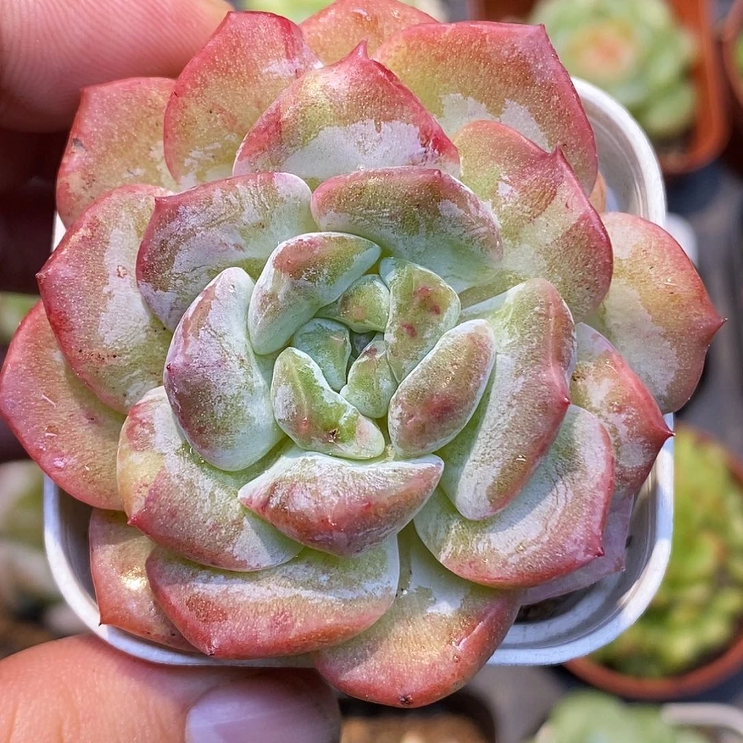 冰魄石化30包邮非偏远