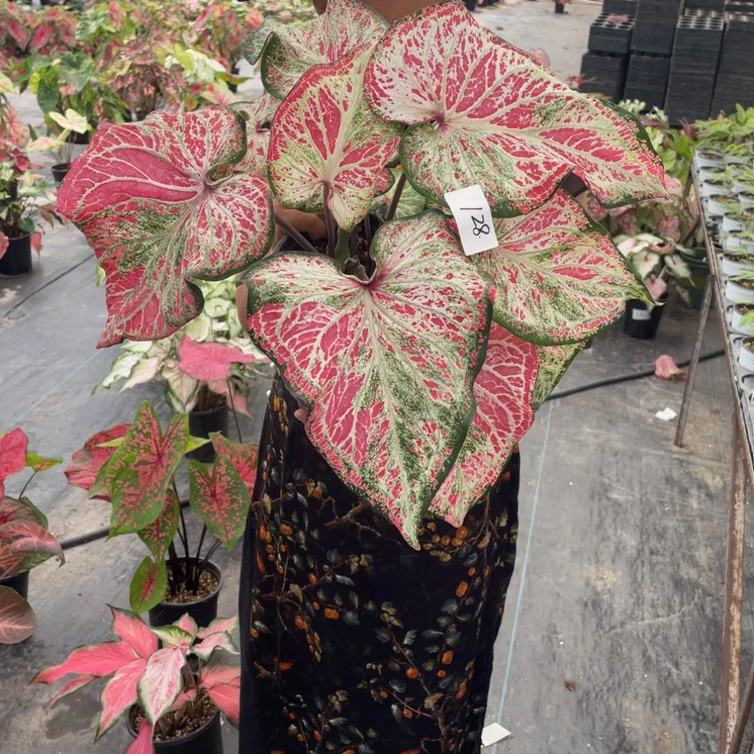 【闪购商品】完全开放胡椒薄荷098