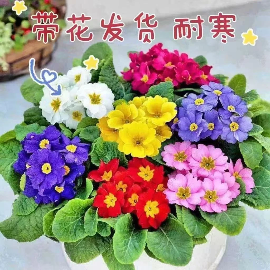 报春花盆栽欧洲花卉重瓣冬季耐寒四季开花带花苞阳台好养活花卉