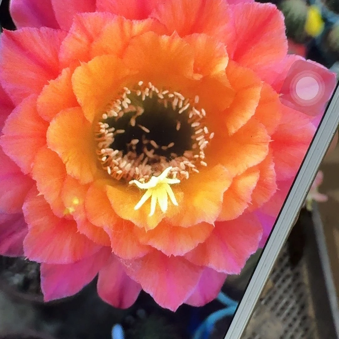 时光侧芽高7公分金妞