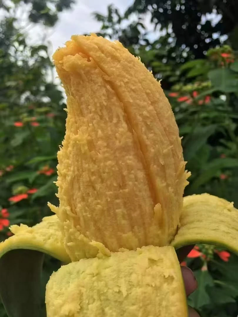 【花皮大桂七】【介意果皮花不要拍】广西百色田东桂七芒果
