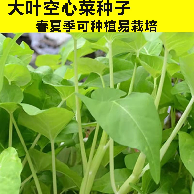 大叶空心菜种子圆叶四季菜苗菜籽蔬菜大叶空心菜种籽种孑农家盆栽