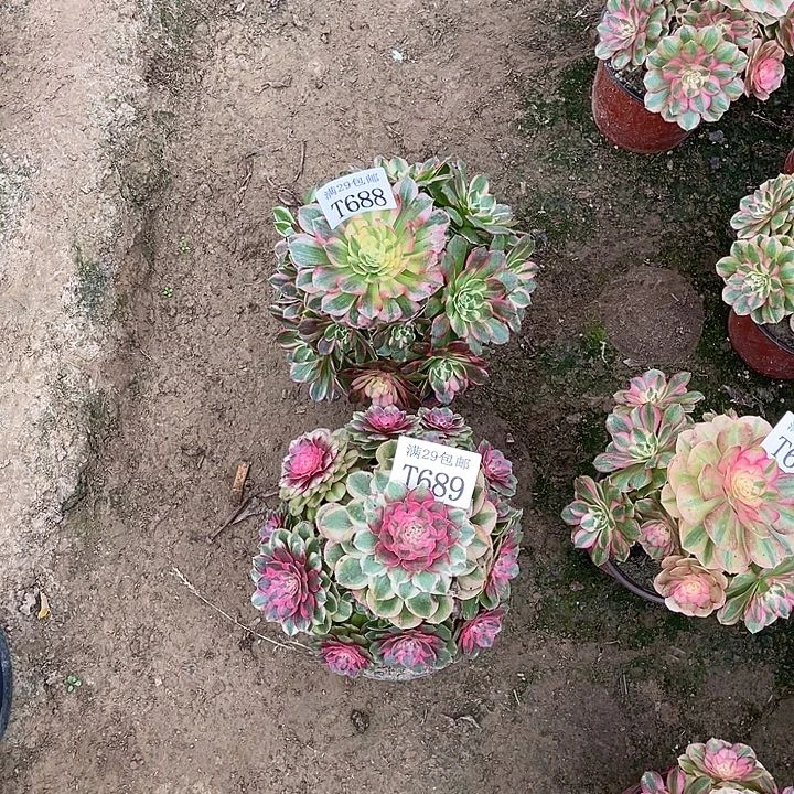 明***好688海王   689半糖荔枝   多肉植物