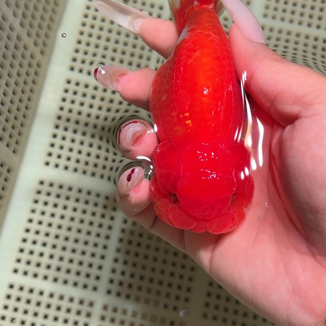 ****明金鱼拍包装包邮，不拍包装运费到付