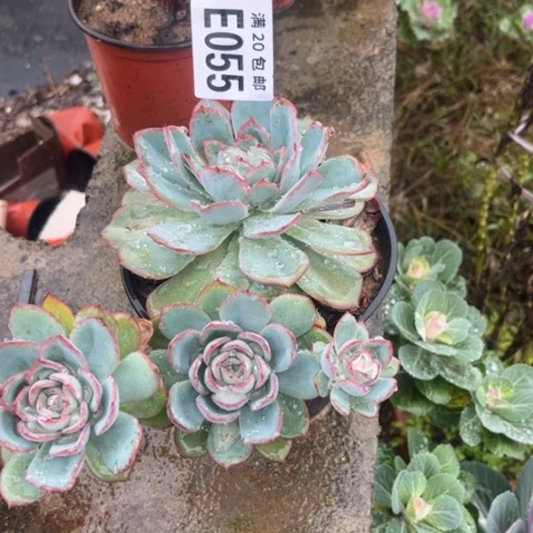 小*玉055多肉植物不包断枝