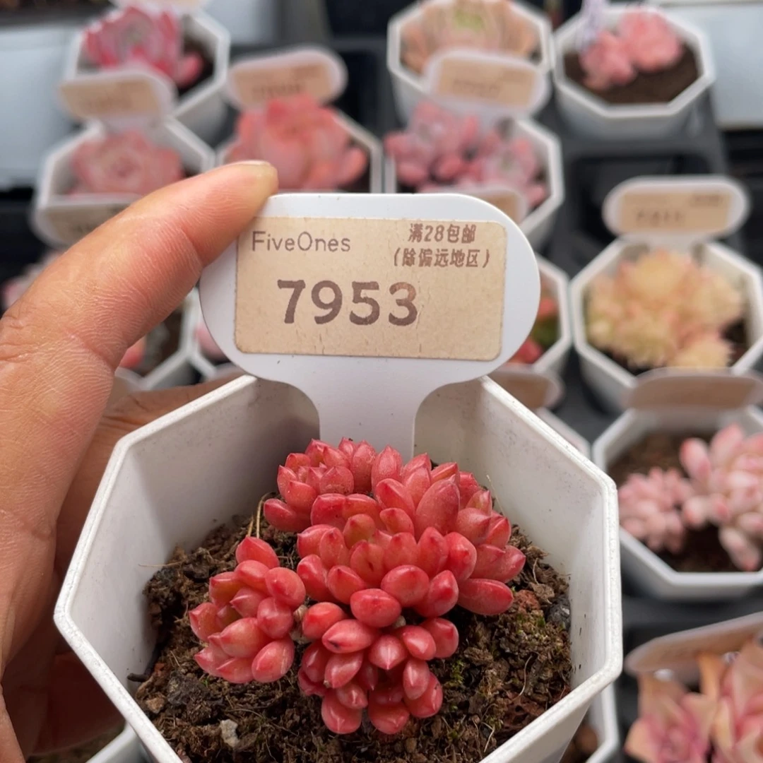 鸡血红宝石7953-4.5厘米