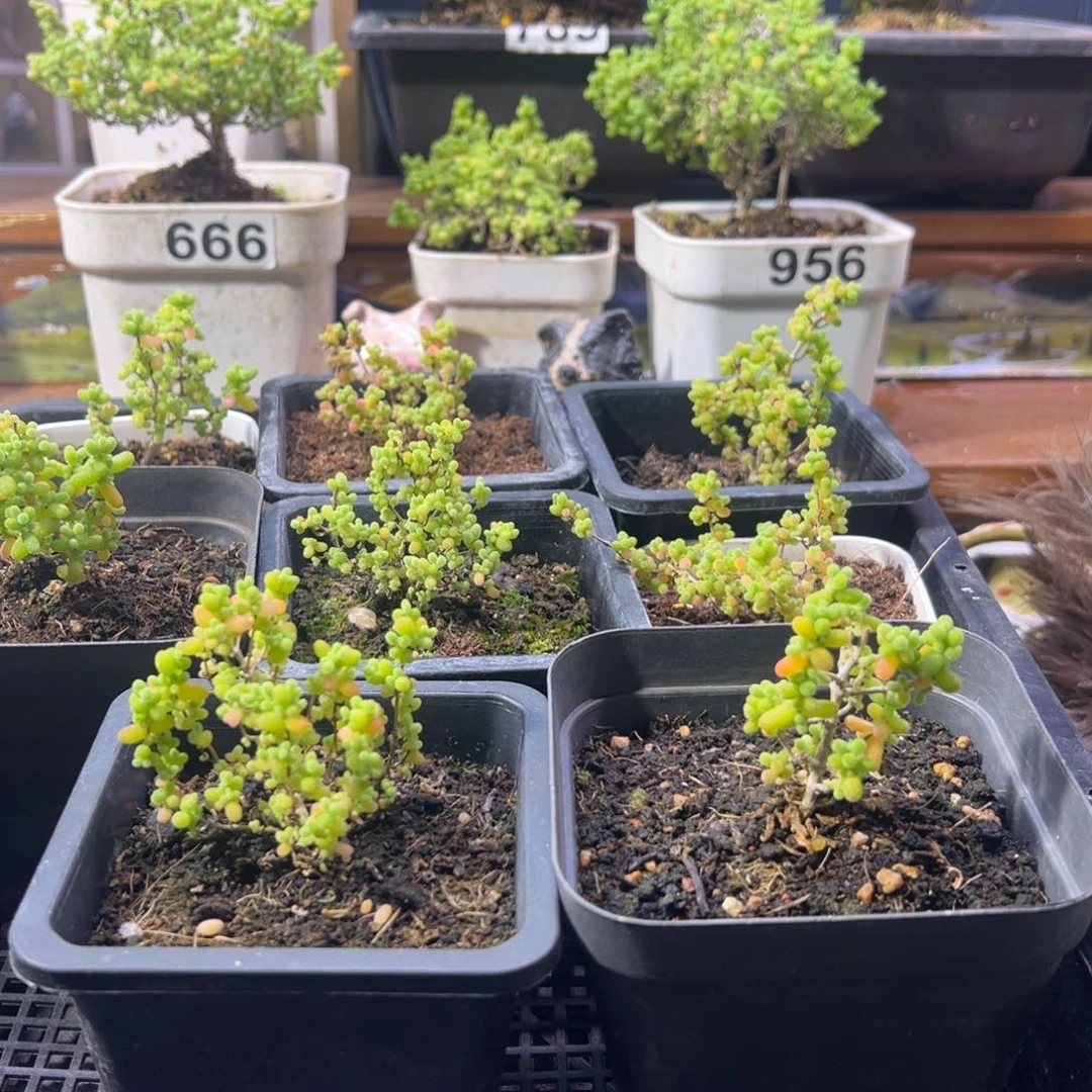 枝干番杏多肉植物A174