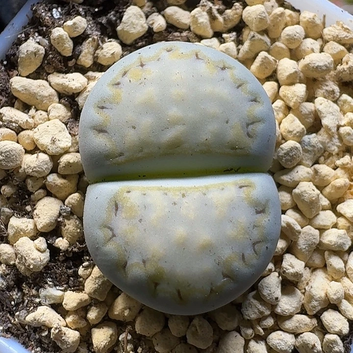 生石花111111。 2.3左右。  321