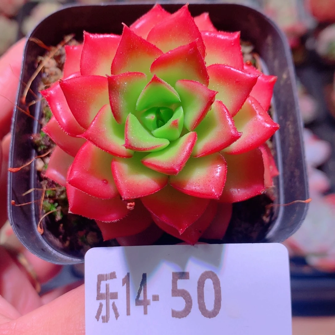 乐然14-50 蒂亚单头