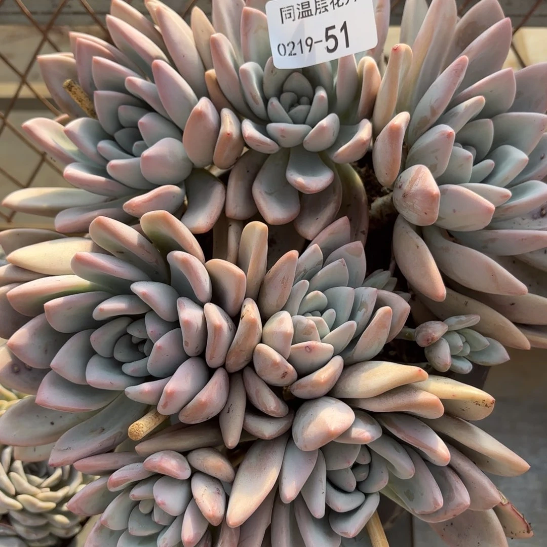 同温层多肉51奥普