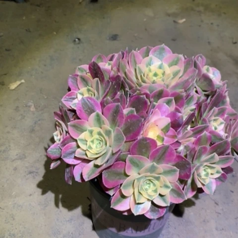 粉女巫多肉植物17号