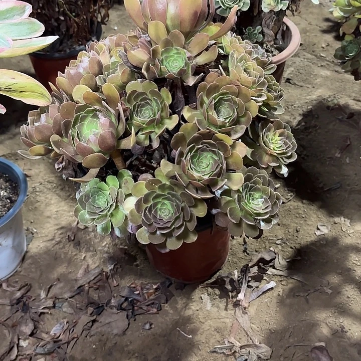 多肉植物法师黑魔38