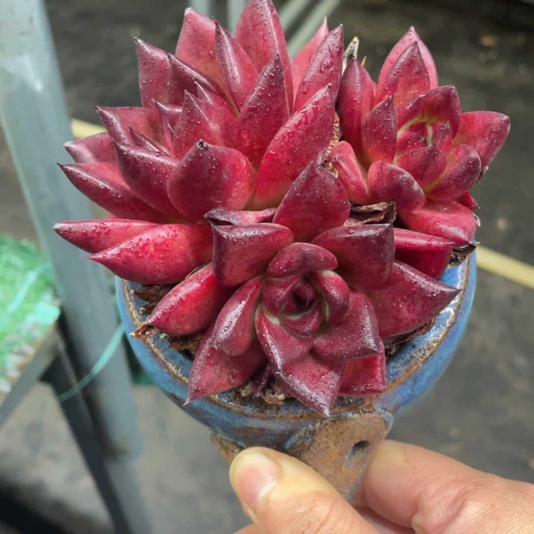 红苹果一物一拍28包邮非偏远