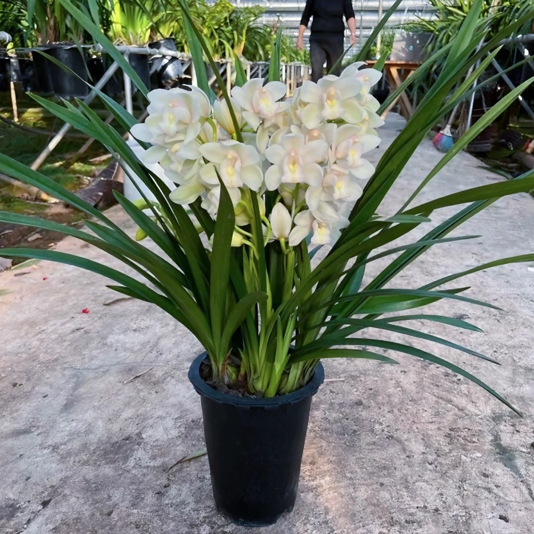 【大花蕙兰】精品白玉香兰大花蕙兰桌面兰年宵花卉带花剑花苞