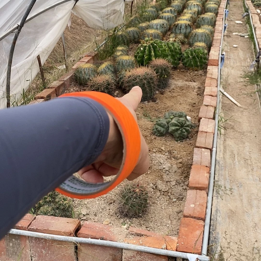 金**麻000000000000000000000