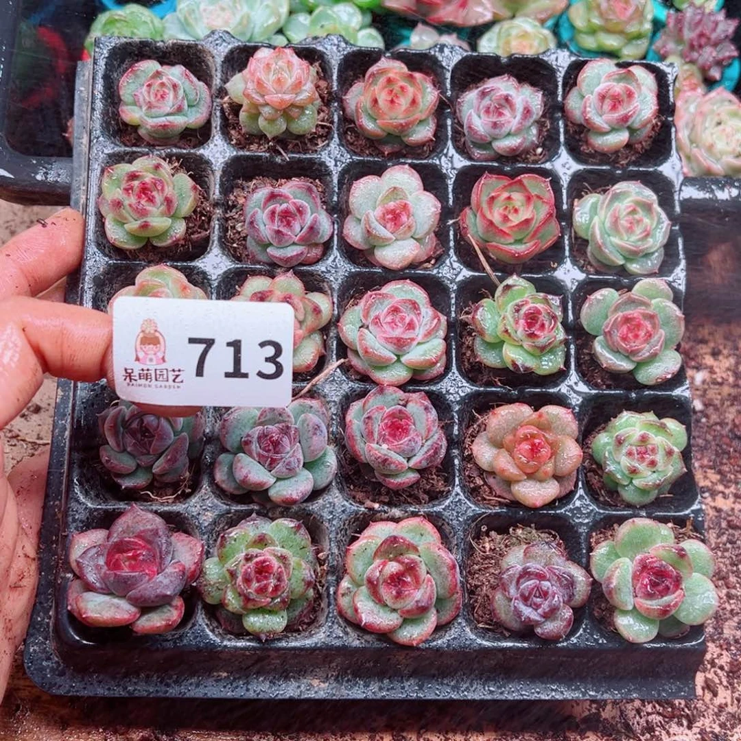 M***琪多肉植物多肉植物
