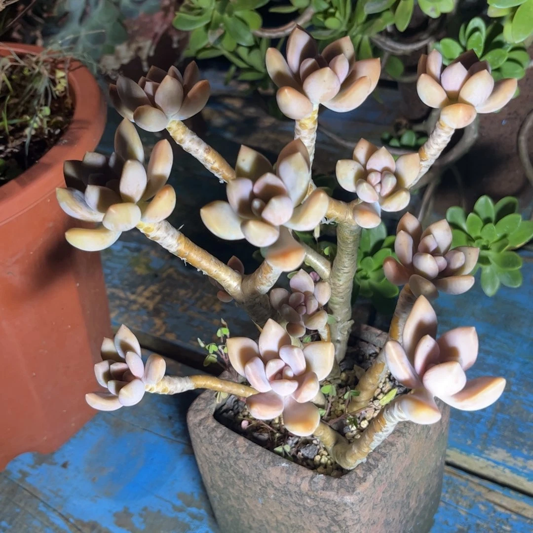 新疆西藏内蒙贝包邮，手指美人