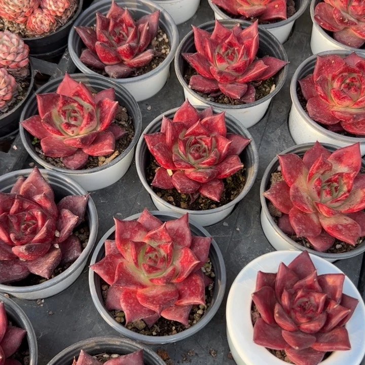 新疆包邮 罗宾单头