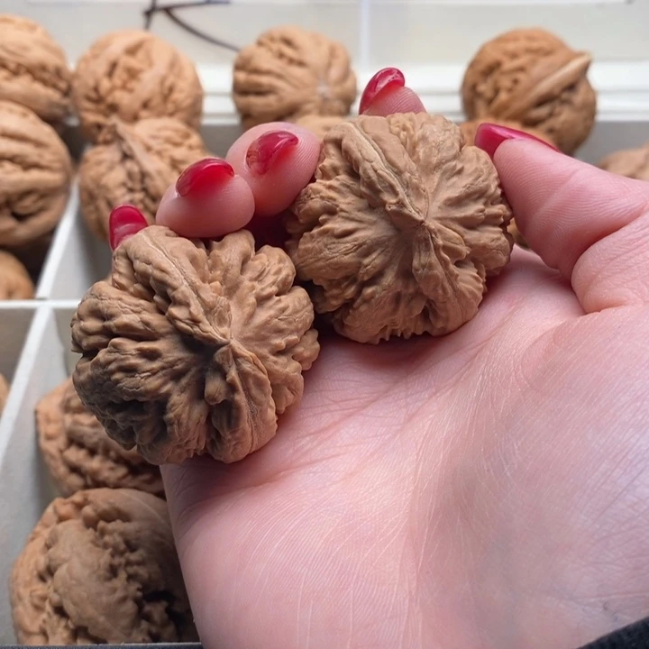 用***7霸王龙全品无修一刀没动