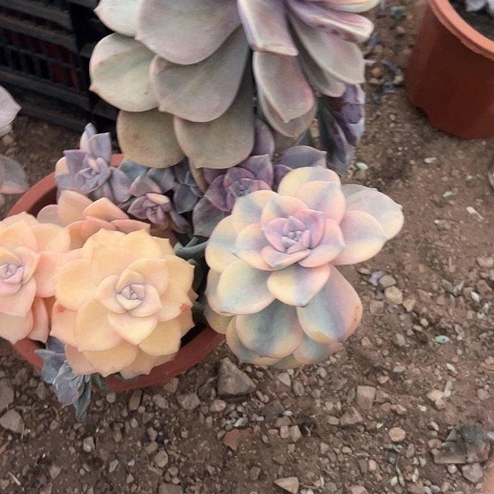 n***o紫乐锦大群148号的