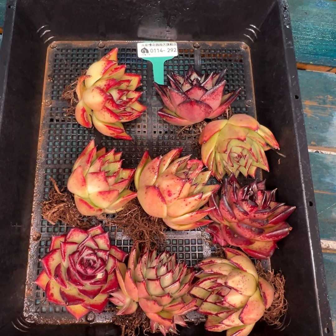 从前慢多肉精选编号0114.292