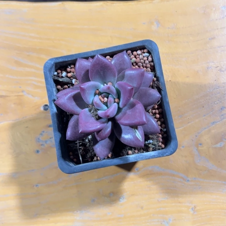 赫菲斯托 多肉植物