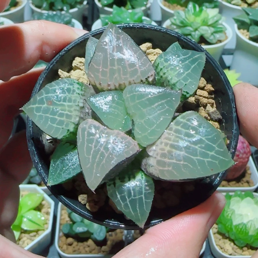 粉玻璃玉露多肉