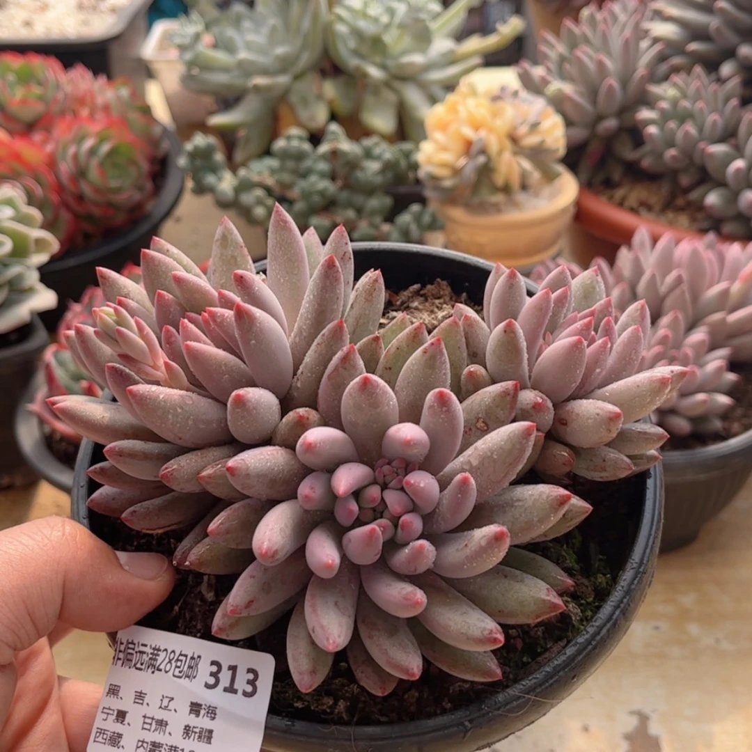 【闪购商品】313虞美人